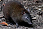 Musky Rat-kangaroo (Hypsiprymnodon moschatus)